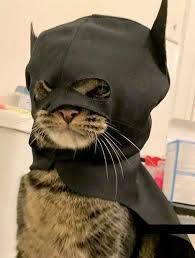 batman cat :3